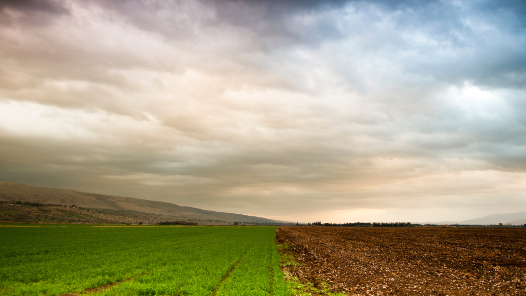A field in Israel